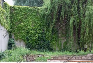 wall overgrown ivy 0011